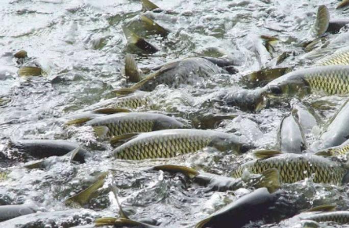 水產(chǎn)養(yǎng)殖品牌的營銷策略方案 水產(chǎn)養(yǎng)殖品牌的營銷策略方案