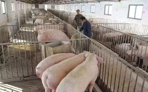 豬肉的品牌營(yíng)銷(xiāo)策略和品牌定位