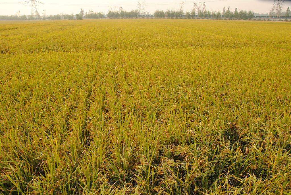 東北大米賣(mài)的好 做好品牌定位你也行