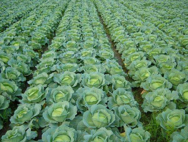 農(nóng)業(yè)品牌策劃怎樣做才完美呢？