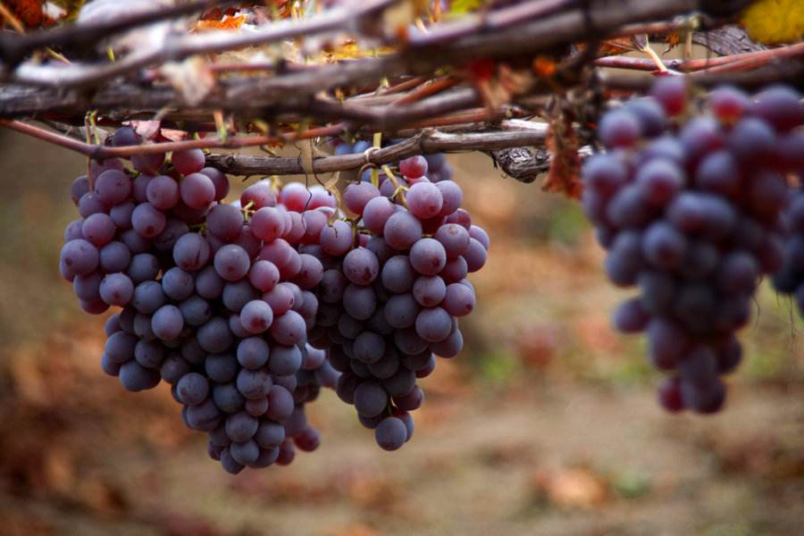 農(nóng)業(yè)品牌營銷：葡萄品牌營銷好做嗎？怎么做呢？