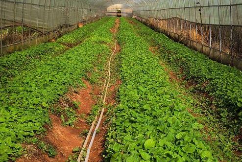 農(nóng)產(chǎn)品品牌策劃公司如何培養(yǎng)團隊？