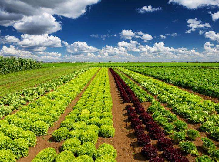 農(nóng)產(chǎn)品品牌設(shè)計有多重要？