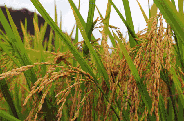 農(nóng)業(yè)品牌策劃公司哪家好？