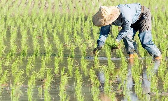 農(nóng)業(yè)品牌戰(zhàn)略規(guī)劃，對業(yè)務(wù)成功的作用