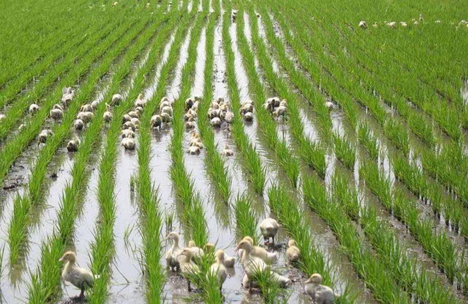 打造生態(tài)農(nóng)業(yè)產(chǎn)業(yè)化“總抓手”-農(nóng)業(yè)品牌化勢(shì)在必行