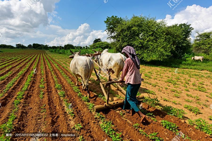 農業(yè)品牌策劃 農業(yè)品牌策劃