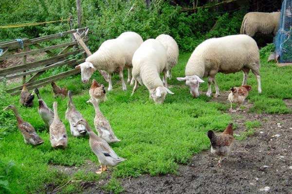 有機(jī)農(nóng)業(yè)品牌定位，農(nóng)業(yè)品牌定位