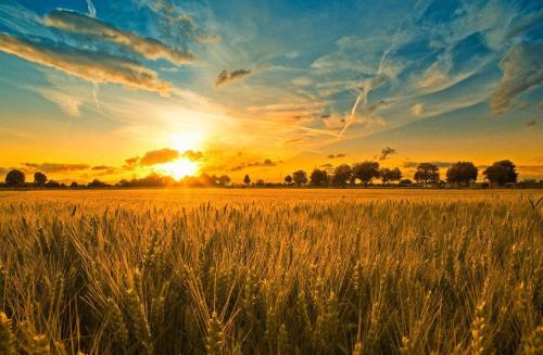 品牌定位，農(nóng)業(yè)品牌定位