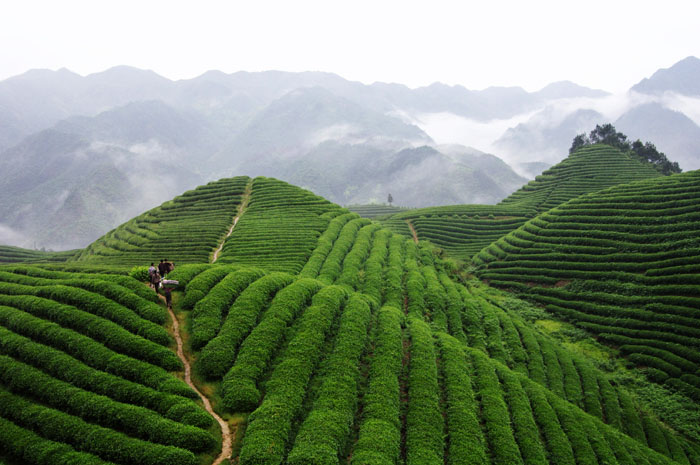 品牌形象，農(nóng)業(yè)品牌定位