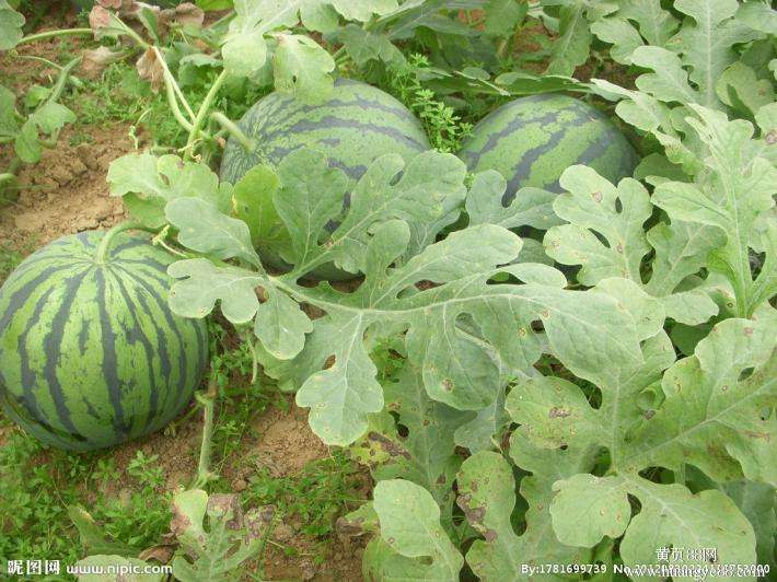 農(nóng)業(yè)品牌策劃，農(nóng)產(chǎn)品品牌策劃，西瓜農(nóng)業(yè)品牌策劃