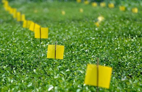 農(nóng)業(yè)品牌策劃，農(nóng)業(yè)品牌策劃公司