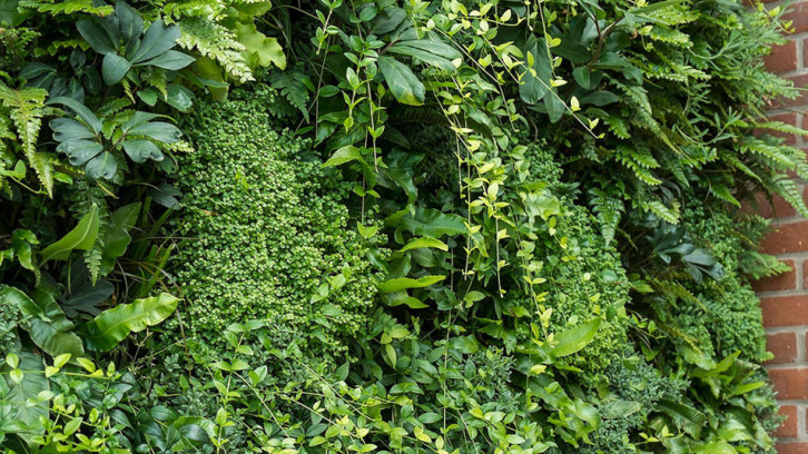 綠植租賃1.jpg 綠植租賃