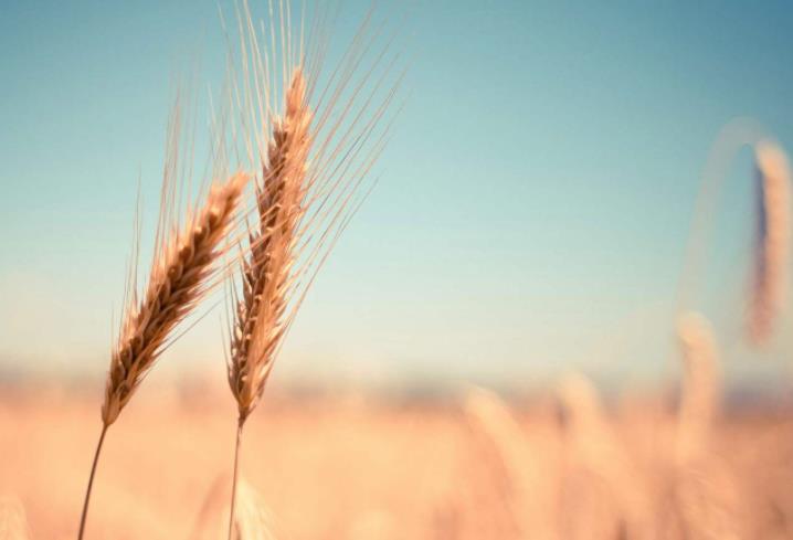 農(nóng)業(yè)發(fā)展戰(zhàn)略策劃 農(nóng)產(chǎn)品品牌策劃設(shè)計公司 農(nóng)業(yè)發(fā)展戰(zhàn)略策劃 農(nóng)產(chǎn)品品牌策劃設(shè)計公司