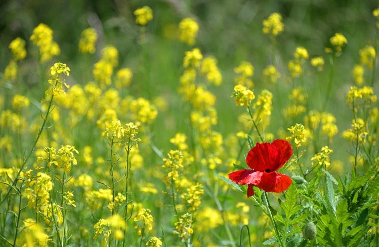 全案營銷公司為企業(yè)實(shí)現(xiàn)品牌與品牌之間的差異