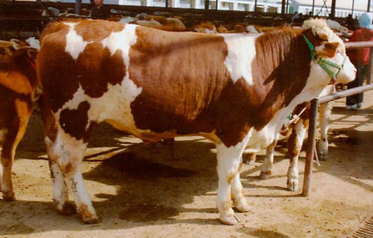 肉牛產(chǎn)業(yè)全案營銷策略 肉牛產(chǎn)業(yè)全案營銷策略