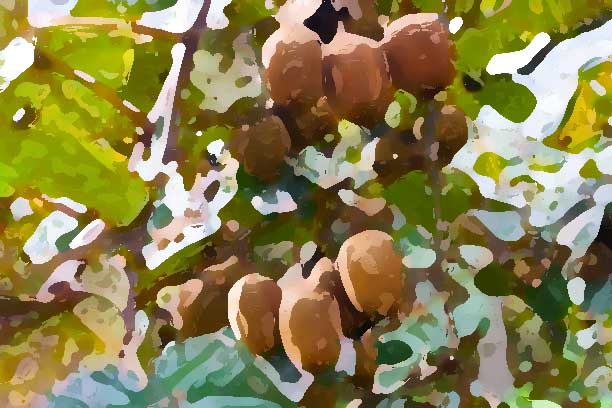 農(nóng)業(yè)品牌設(shè)計(jì)需要注意哪些問題?