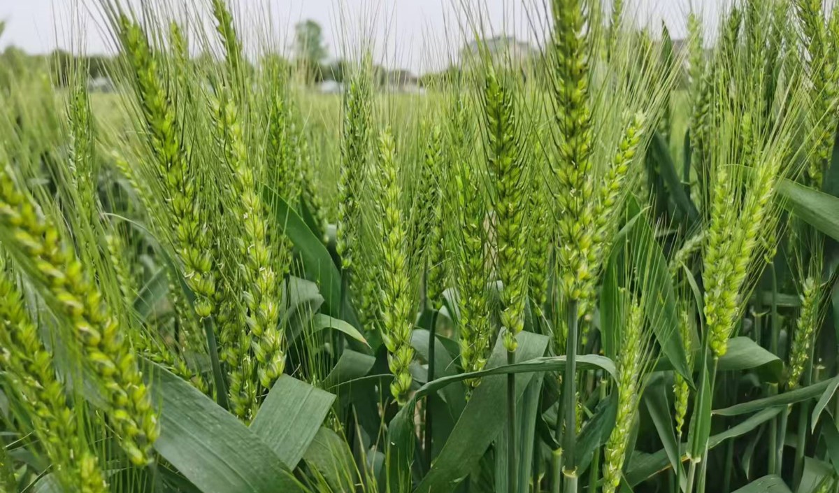 農(nóng)產(chǎn)品區(qū)域品牌策劃與品牌策劃全案公司推薦