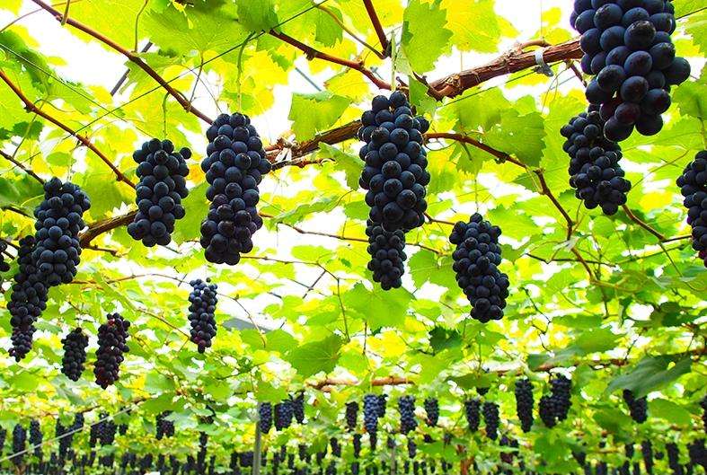 聚焦品牌轉(zhuǎn)型升級，推動馬陸葡萄品牌力持續(xù)向上