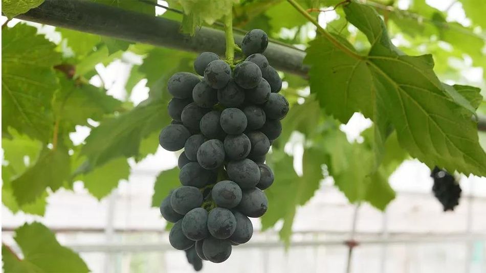 聚焦品牌轉型升級，推動馬陸葡萄品牌力持續(xù)向上