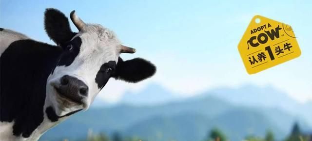 品牌戰(zhàn)略與營(yíng)銷(xiāo)咨詢(xún)：認(rèn)養(yǎng)一頭牛，乳業(yè)紅海突破之路