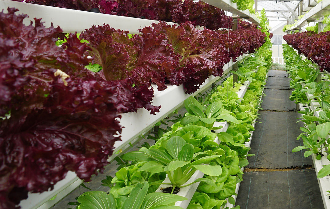 農(nóng)業(yè)如何建設(shè)公共品牌 農(nóng)業(yè)如何建設(shè)公共品牌