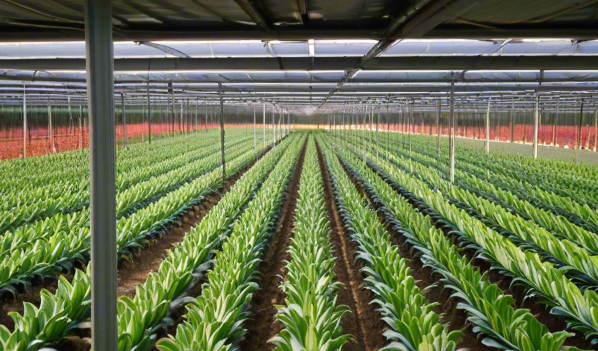 播種未來：農業(yè)品牌全案策劃的實際意義