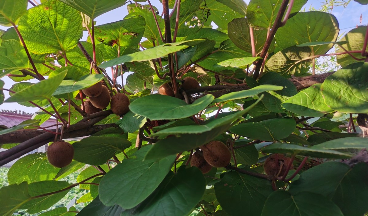 網(wǎng)站用圖片模板387.jpg 網(wǎng)站用圖片模板387.jpg