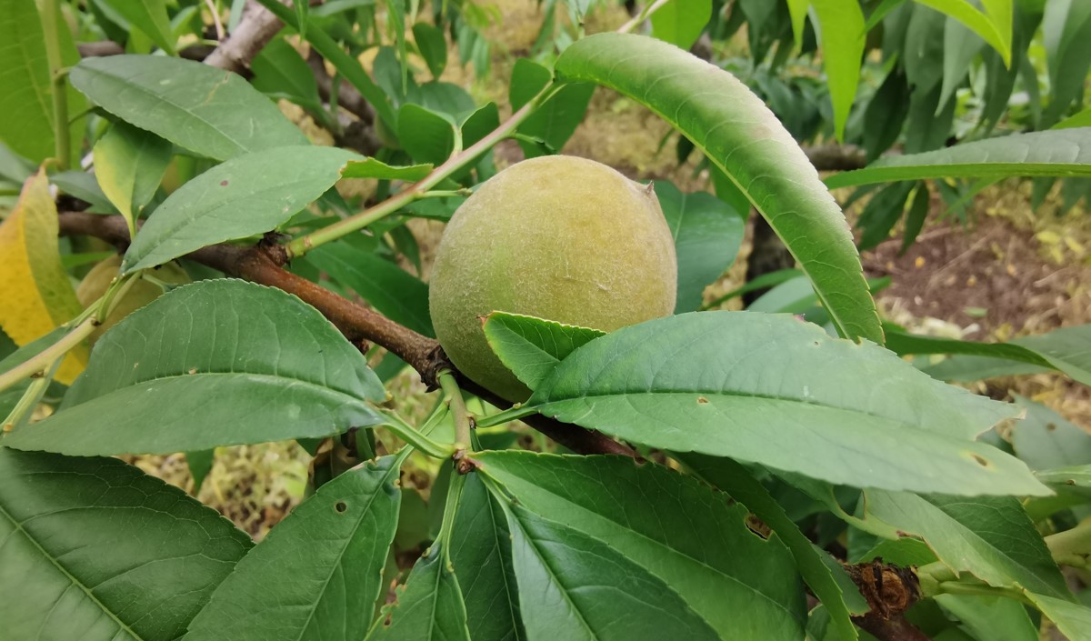 水蜜桃產(chǎn)業(yè)發(fā)展機會與品牌農(nóng)業(yè)建設(shè)策劃指南 水蜜桃產(chǎn)業(yè)發(fā)展機會與品牌農(nóng)業(yè)建設(shè)策劃指南