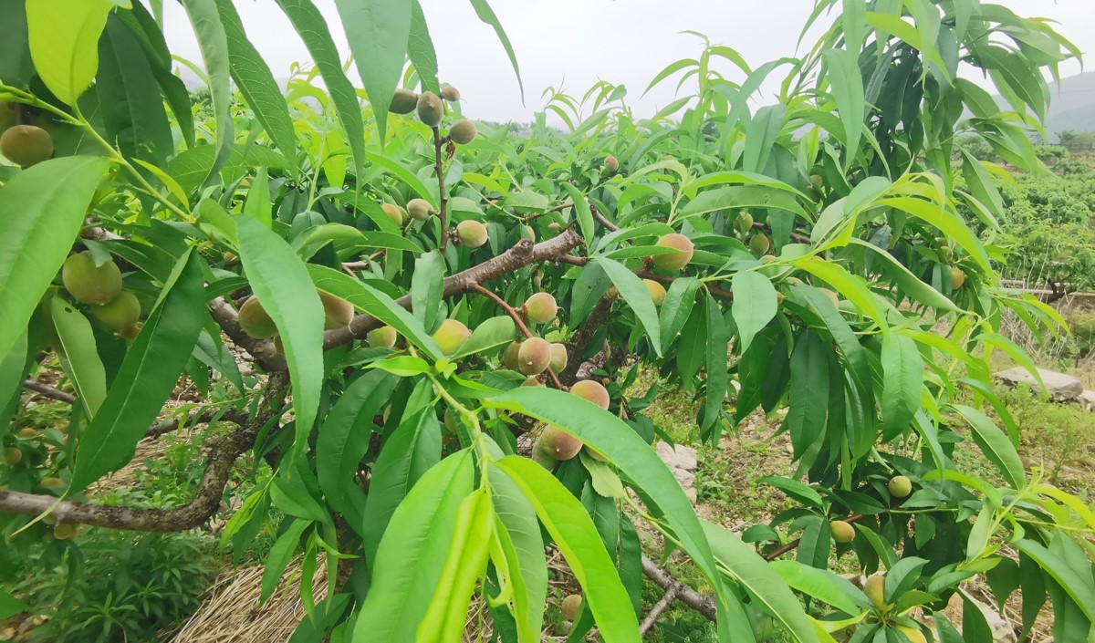 水蜜桃產(chǎn)業(yè)發(fā)展機會與品牌農(nóng)業(yè)建設(shè)策劃指南 水蜜桃產(chǎn)業(yè)發(fā)展機會與品牌農(nóng)業(yè)建設(shè)策劃指南
