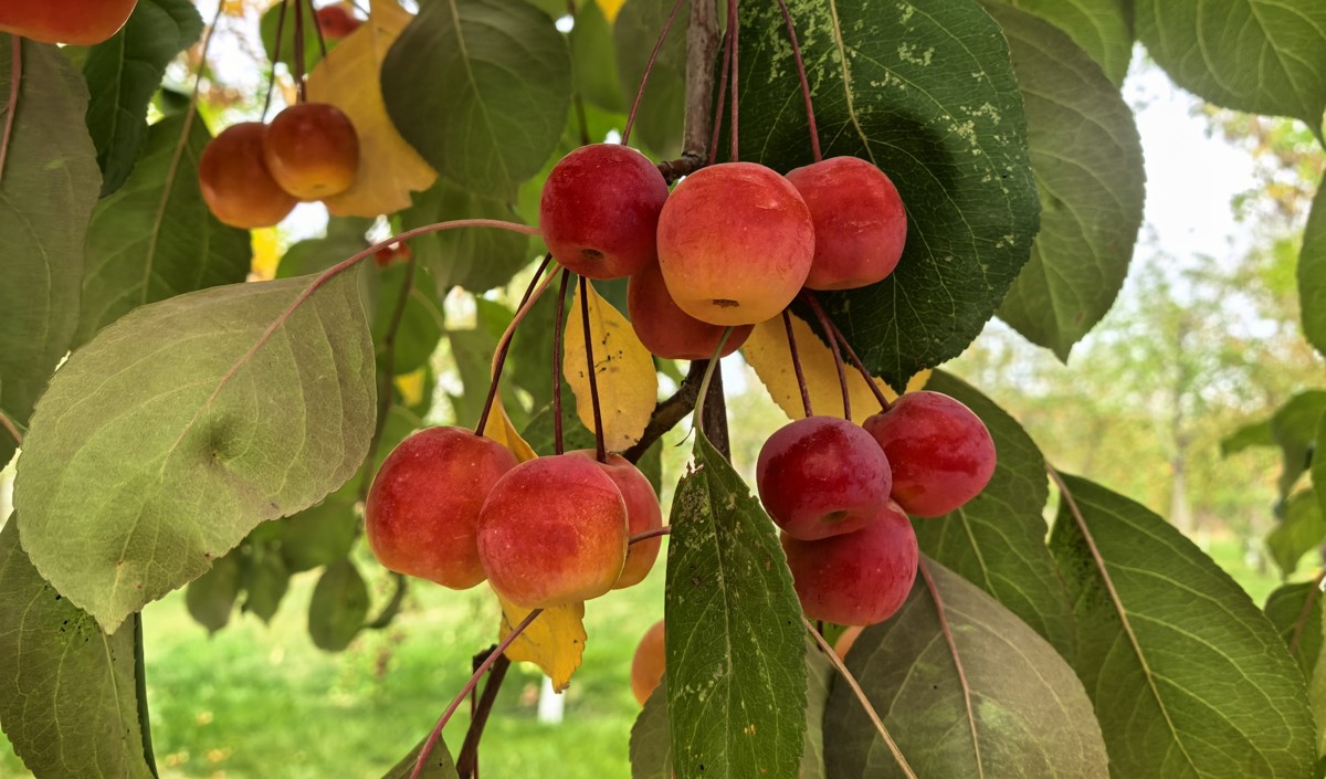 新疆水果企業(yè)全國知名品牌營銷戰(zhàn)略方案