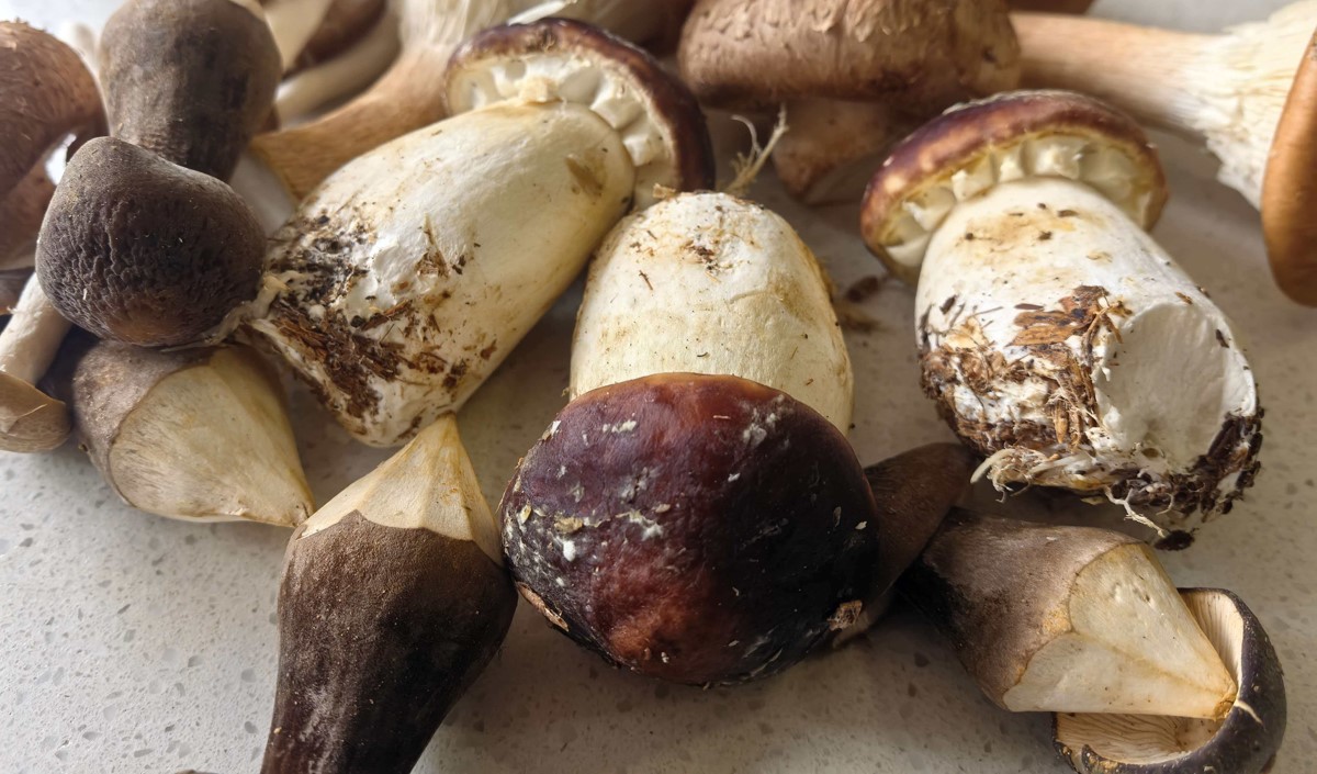 破局同質(zhì)化 賦能新發(fā)展——菌菇類農(nóng)產(chǎn)品品牌化路徑探析